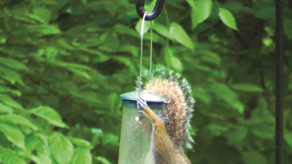 Outsmarting Squirrels at The Birdfeeder, The Natural Way - Outsmarting Squirrels at The Birdfeeder, The Natural Way