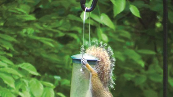 Outsmarting Squirrels at The Birdfeeder, The Natural Way
